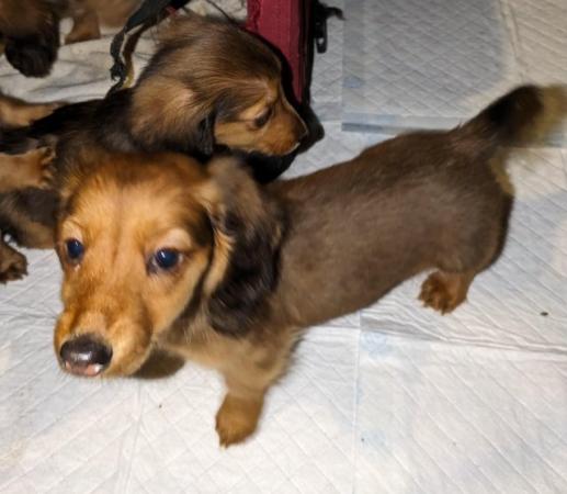 Image 5 of KC Reg Shaded red standard Long-haired Dachshunds