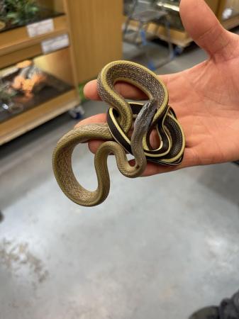 Image 2 of Various Other Snakes At Urban Exotics