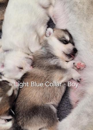 Image 3 of Siberian Husky Puppies - 5 Girls & 4 Boys