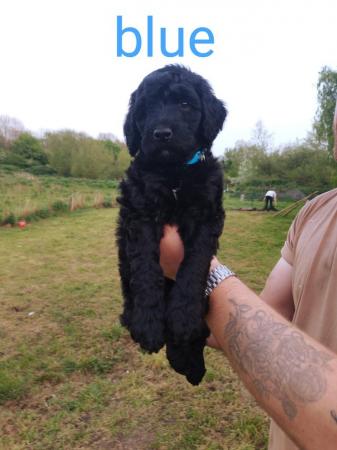 Image 3 of Fully vaccinated Standard F1BBB LABRADOODLE boy puppy left