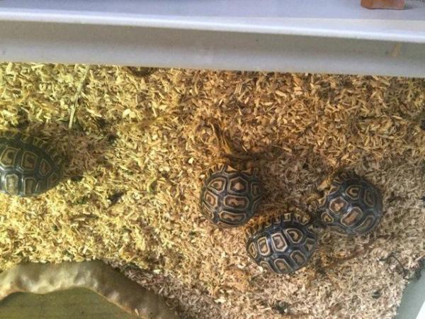 Image 3 of leopard tortoise hatchlings