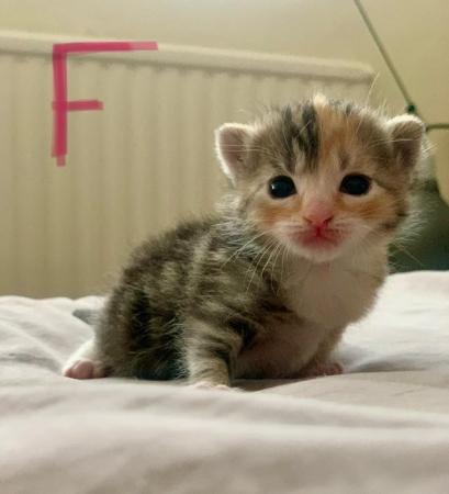 Image 1 of Beatifully Marked Tabby Kittens