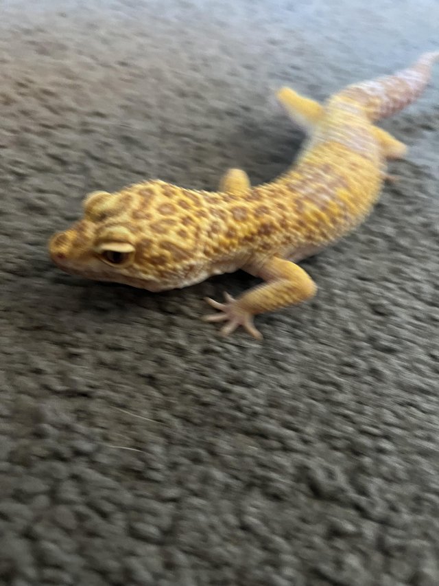 Preview of the first image of Leopard gecko for sale and exp terra.