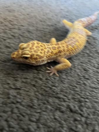 Image 1 of Leopard gecko for sale and exp terra