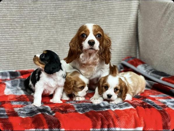 Image 10 of STUNNING CAVALIER KING CHARLES PUPPIES