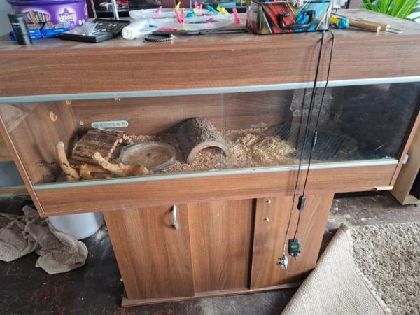 Image 1 of Spiderball python rehoming