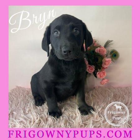 Image 1 of Top Quality Classic Black Labrador Puppies