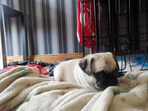Image 5 of Our last fawn female pug KC bloodline