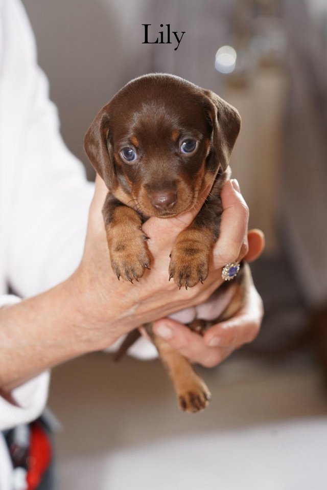 Preview of the first image of 5 Star KC Reg Chocolate Miniature Dachshund Puppies.