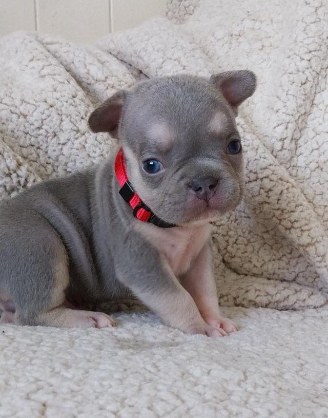 Preview of the first image of French Bulldog Puppys KC Registered.
