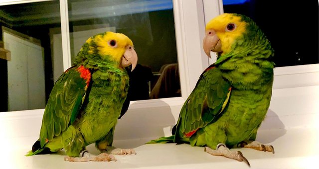 Image 4 of Two yellow, headed Amazon parrots