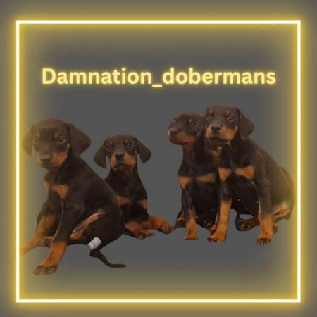 Image 9 of Damnation_dobermans puppies for sale
