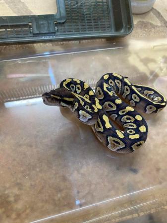 Image 4 of Royal python Mojave pastel fire £90 Each