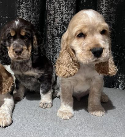 Image 16 of Cocker spaniel puppies 1 BOY LEFT. READY TO GO
