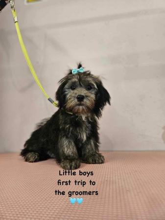 Image 1 of Shorkie silver shorkie boy only boy now available