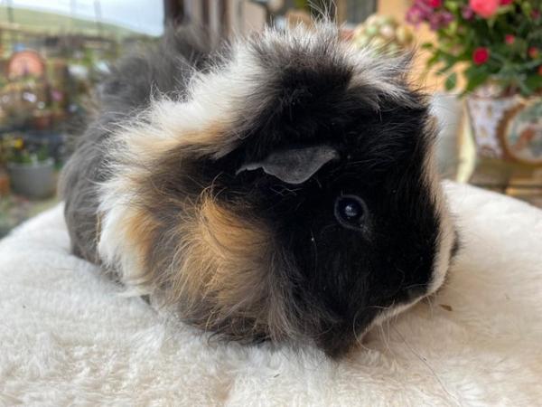 Image 10 of Beautiful female guinea pigs 3 months old