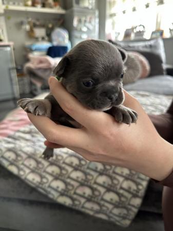Image 23 of French bulldog Puppys quality litter PP avail
