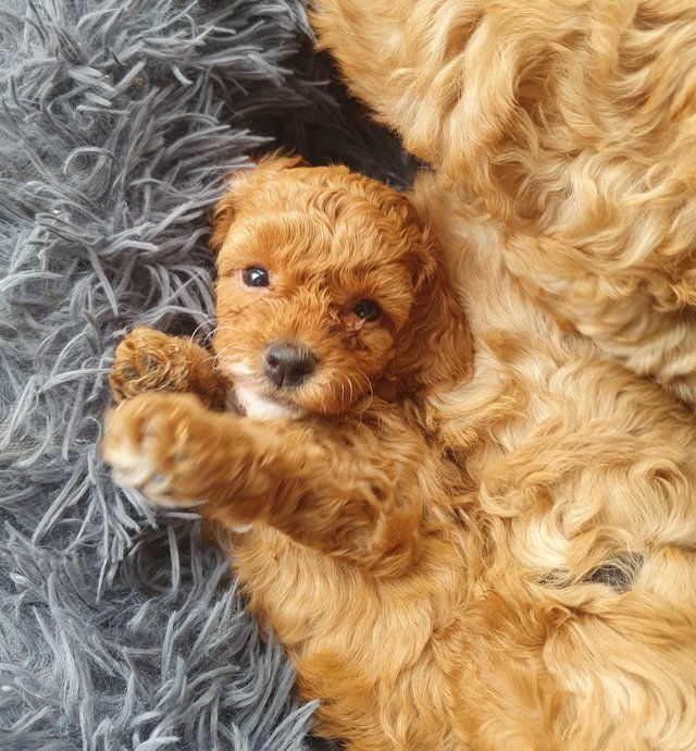 Preview of the first image of F1BB Cavapoo pups Red Apricot ready this weekend.