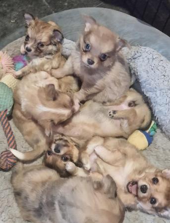 Image 15 of Super fluffy long-haired Chihuahua puppies, READY NOW!