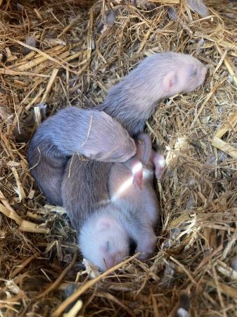 Image 4 of Baby ferrets 1 jill1 hob