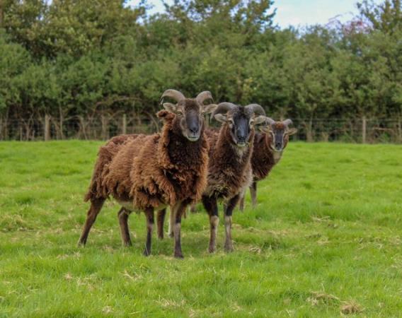 Image 1 of Soay Ewes, lambs and Rams