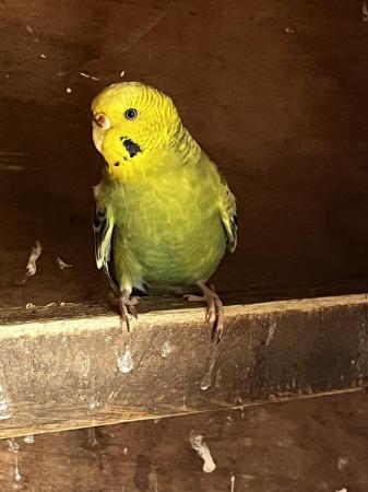 Image 6 of Budgies for sale 1pair and one seprate hen
