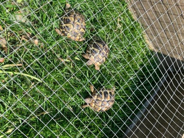 Image 5 of Herman tortoises hatched July 2022