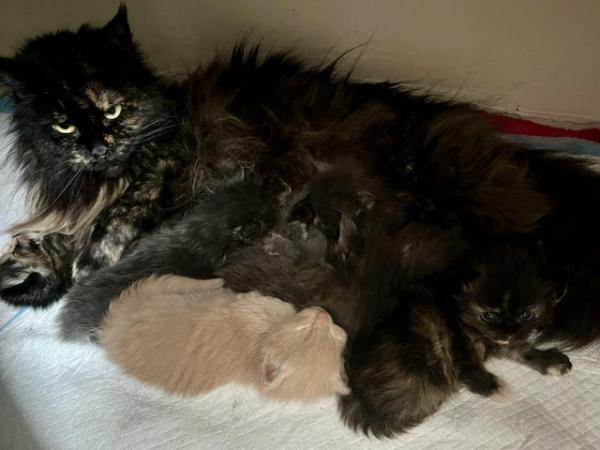 Image 7 of maine coon kittens ready for reservation