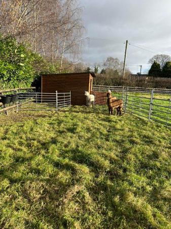 Image 11 of BAS REGISTERED BEAUTIFUL QUALITY BABY ALPACAS