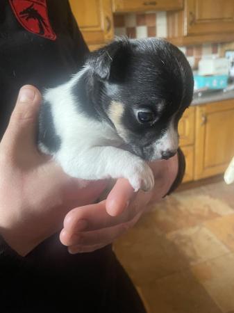 Image 14 of Adorable Miniature Jack Russell Puppy