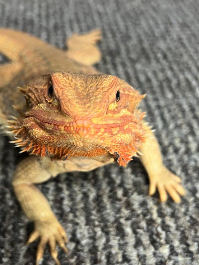 Preview of the first image of Bearded Dragon Adult translucent.