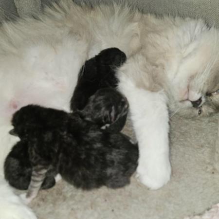Image 2 of Persian x ragdoll kittens