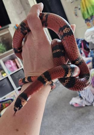 Image 13 of Four year old milk snake for sale with viv and contents
