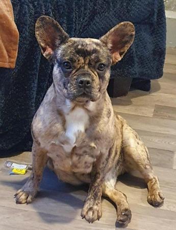 Image 2 of Merle Female French Bulldog 3 years old