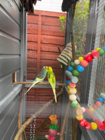 Image 1 of Bird rehoming service (budgie / finch / canary etc