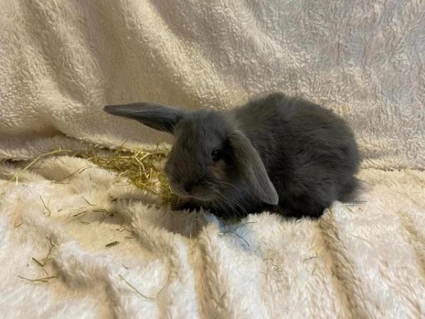 Image 12 of Beautiful Pure Breed Mini Lop Kits Bunnies Baby Rabbits