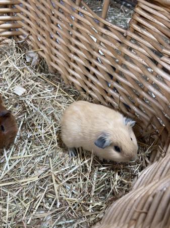 Image 8 of Lots of baby boy (boar) guinea pigs for sale