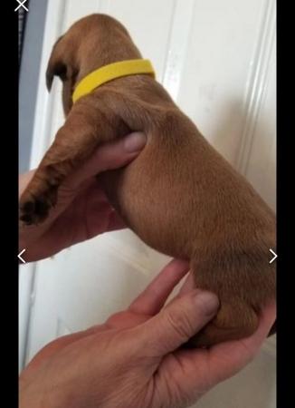 Image 6 of Smooth dachshund puppies
