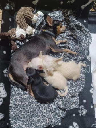 Image 3 of One male left 3/4 chihuahua 1/4 poodle puppy's one boy left