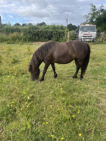 Image 3 of Black dartmpor type pony looking for new home