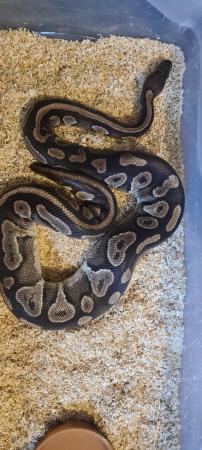 Image 7 of Royal /ball pythons available and male and female boas