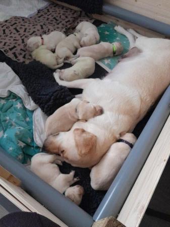 Image 1 of Labrador retriever pups for sale.