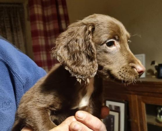 Image 6 of Beautiful sprocker puppies for sale