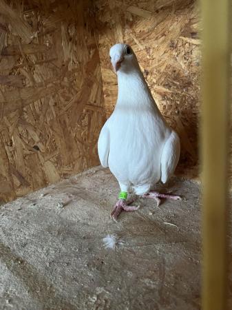 Image 5 of White pigeons females…………………..