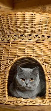 Image 1 of Pedigree British shorthair kittens
