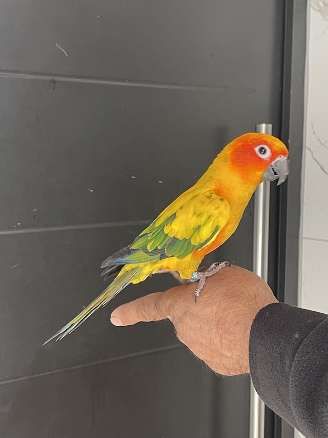 Preview of the first image of 2 Tame friendly sun conure birds.