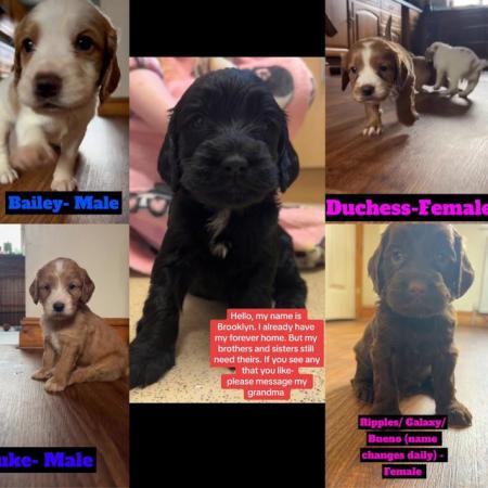 Image 29 of Cockapoo puppies- last pup available- now reduced