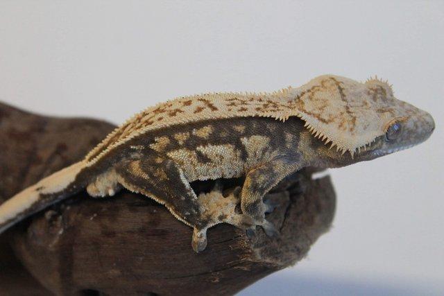 Image 20 of Crested geckos males and females