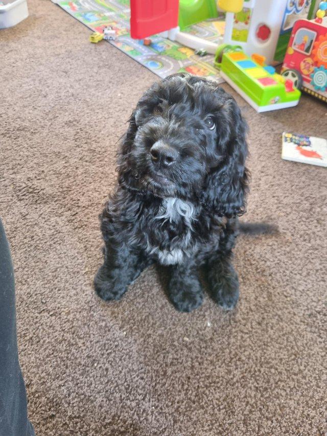 4 month old hot sale cockapoo for sale