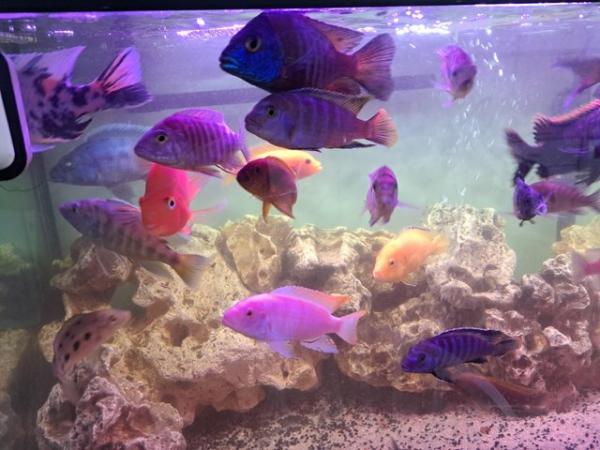 Image 4 of For sale approximately 25 fish